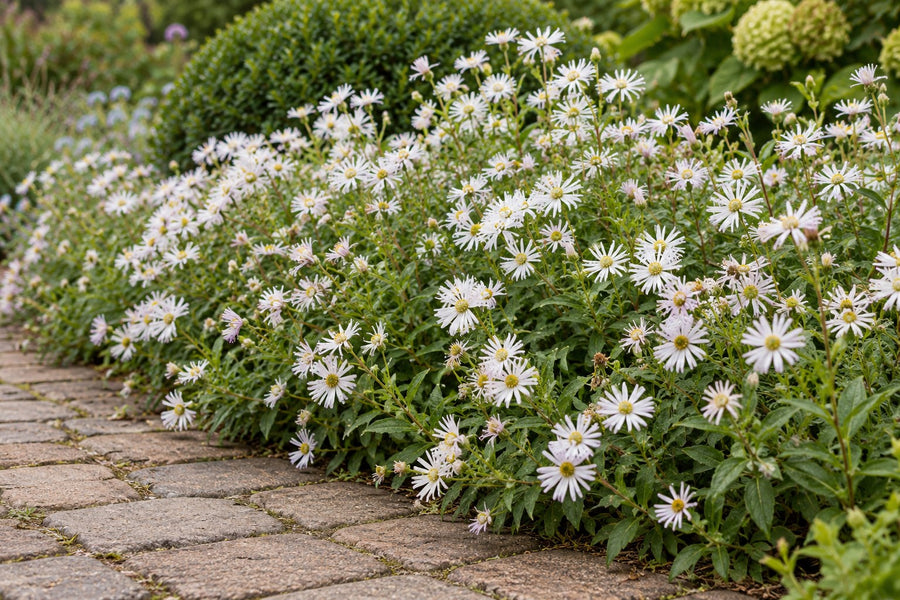 Aster 'Ashvi' (Aster ageratoides)