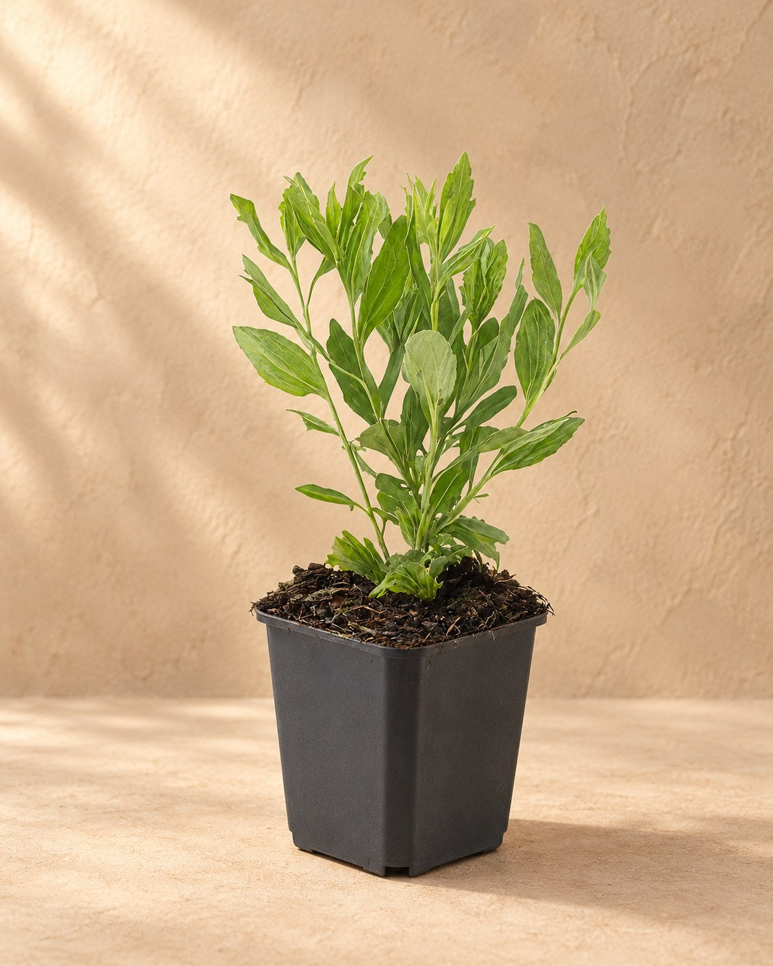 Aster 'Ashvi' w doniczce uprawowej