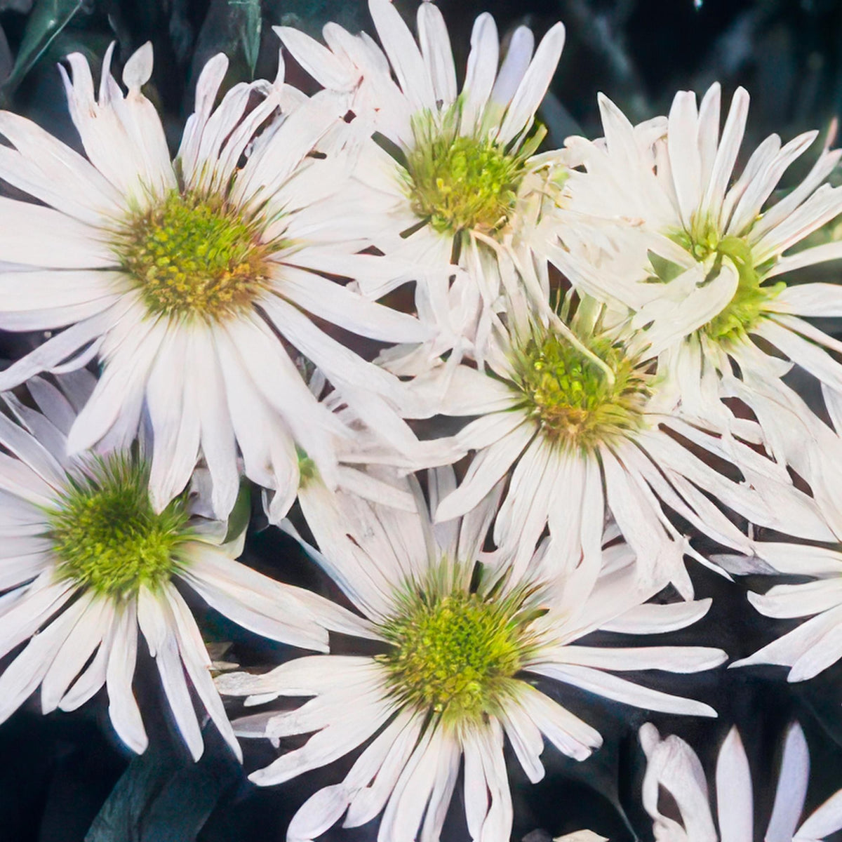 Aster 'Ashvi' w ogrodzie