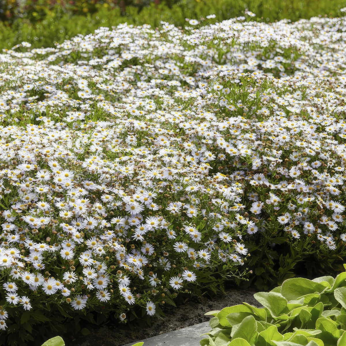 Aster 'Ashvi' w ogrodzie