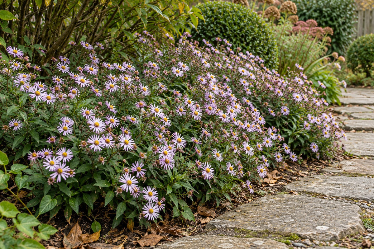 Aster 'Asran' piantata in giardino