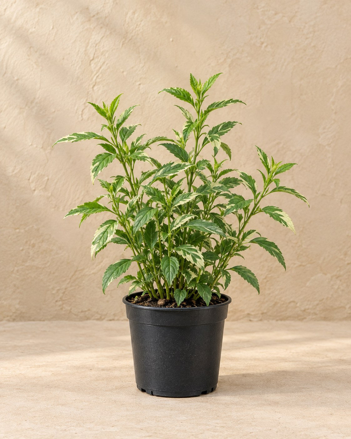 Aster 'Asran' in vaso di coltivazione