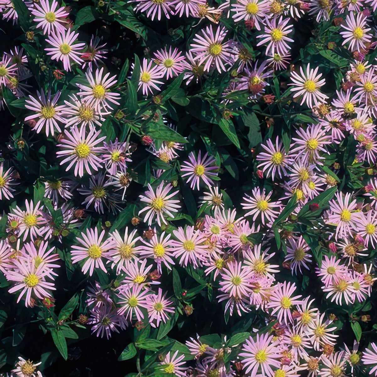 Aster 'Asran' in giardino