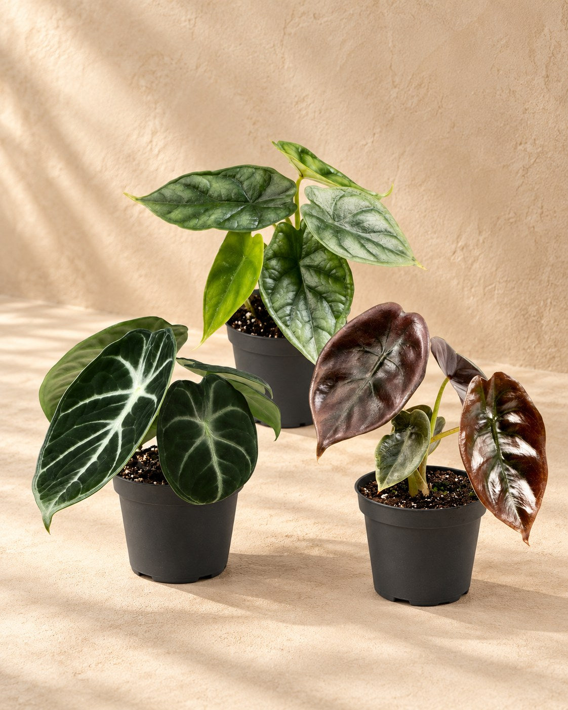 Baby Alocasia Tricolour (3 planten, pot ø6 cm)