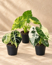 Baby Alocasia Tricolour Variegata (3 planten, pot ø6 cm)