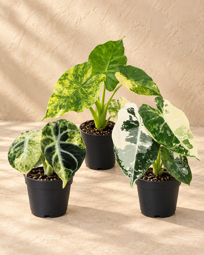 Baby Alocasia Tricolour Variegata (3 planten, pot ø6 cm)