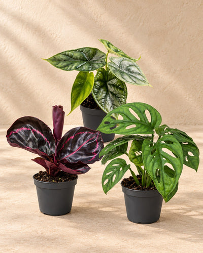 Baby Jungle Mix (3 planten, pot ø6 cm)