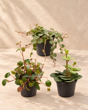 Baby Peperomia-mix