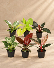 Baby Philodendron Family (6 planten, pot ø6 cm)