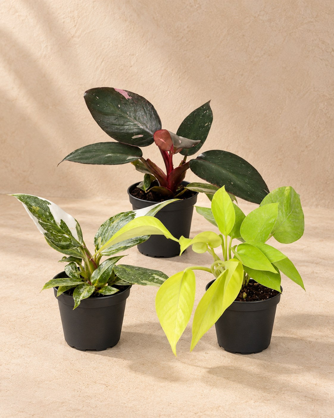 Baby Philodendron Tricolour (3 planten, pot ø6 cm)