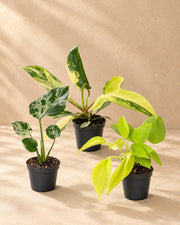 Baby Tropical Mix (3 planten, pot ø6 cm)