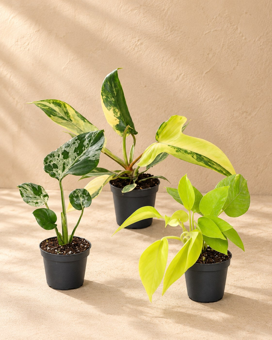 Baby Tropical Mix (3 planten, pot ø6 cm)