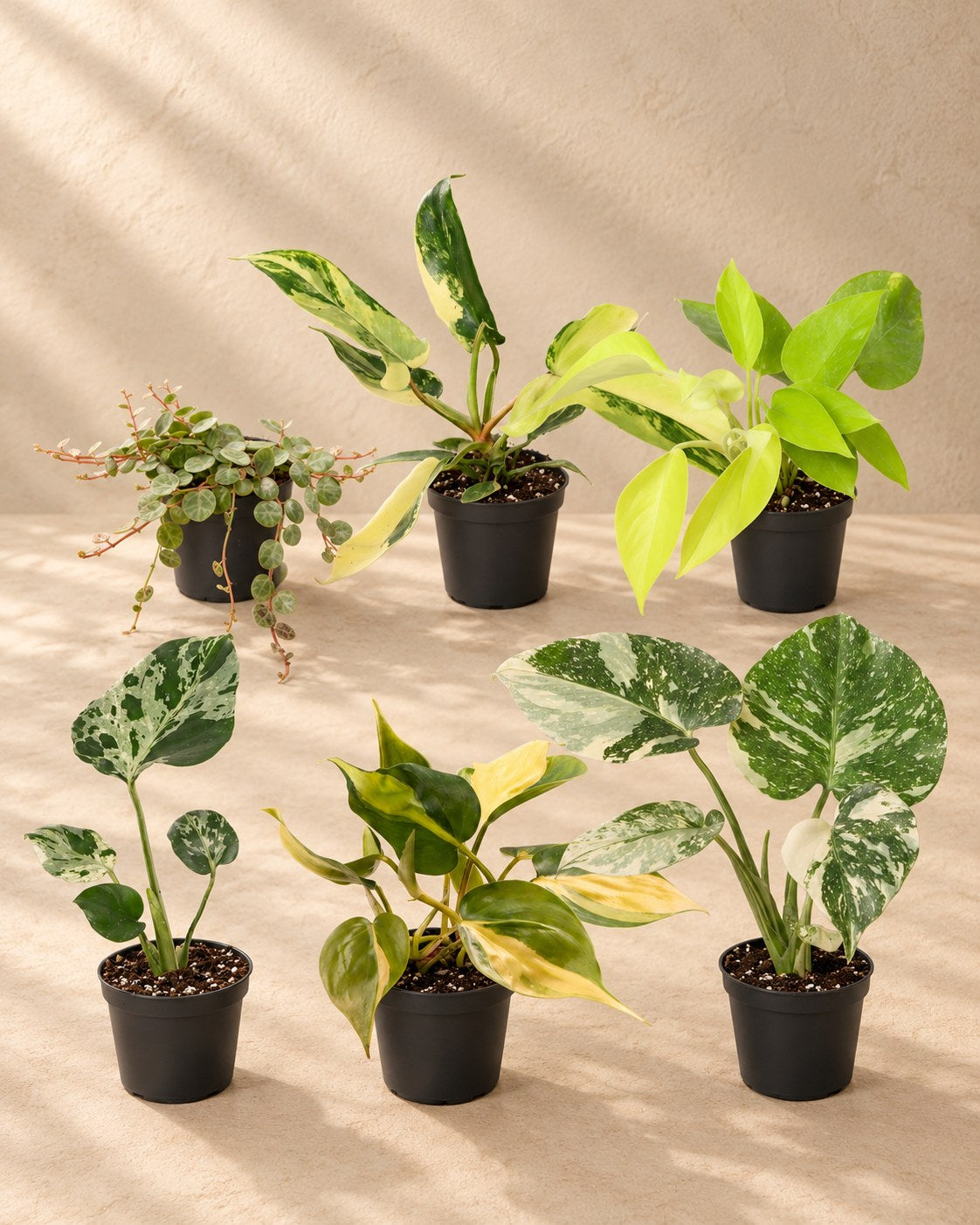 Baby Tropical Mix (6 planten, pot ø6 cm)