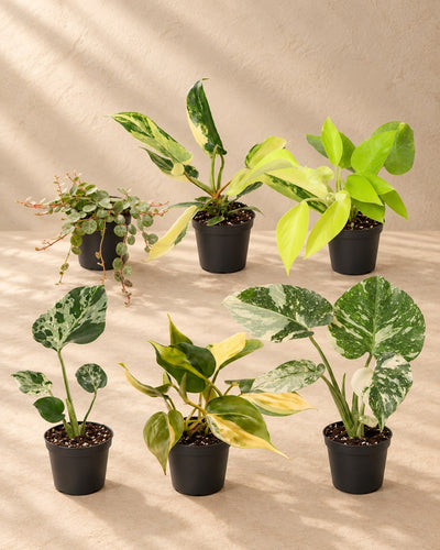 Baby Tropical Mix (6 planten, pot ø6 cm)