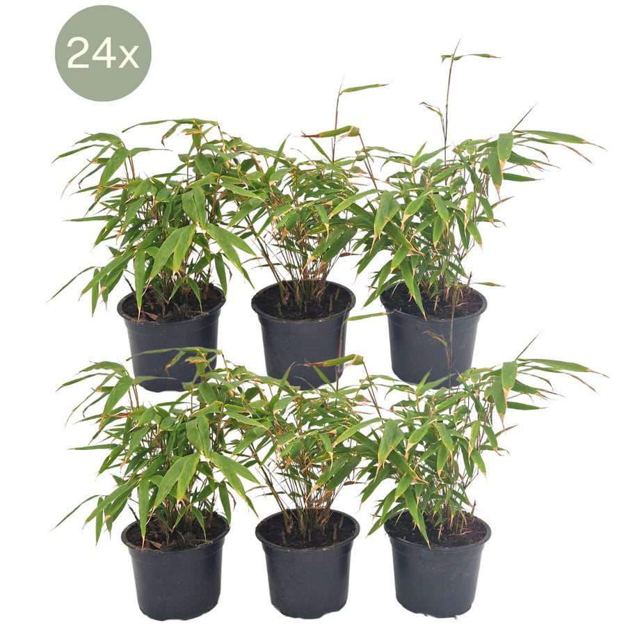 Niet-woekerende bamboe (Fargesia rufa) 25 cm hoog, pot ø13 cm, 24 planten