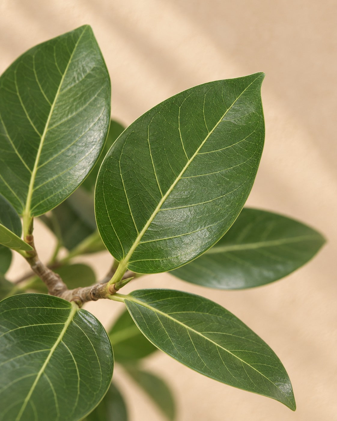 Zbliżenie liści Banian (Ficus benghalensis)