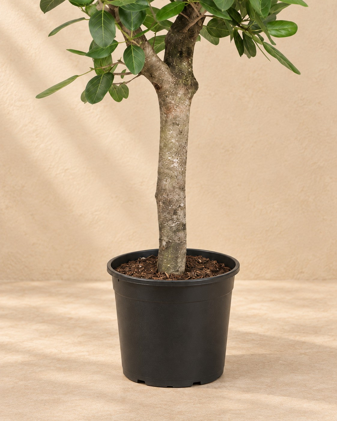 Dolna część Banian (Ficus benghalensis) z doniczką uprawową