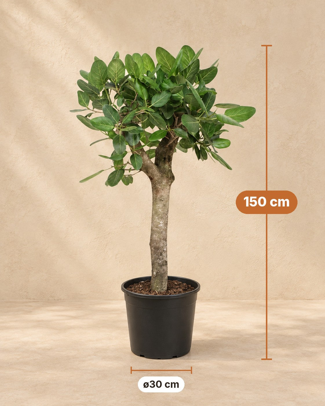 Wymiary Banian: wysokość 150 cm, doniczka ø30 cm