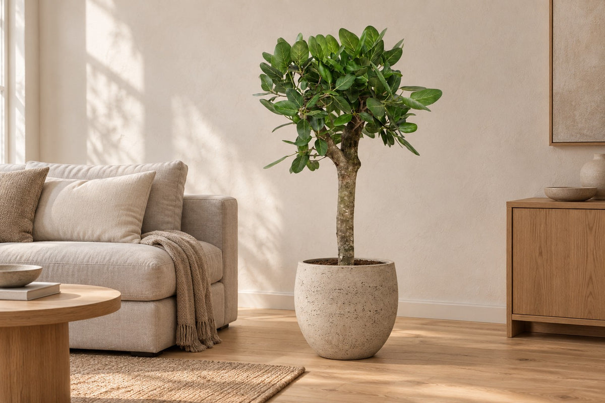 Albero del banyan, 150 cm, in vaso Orb Grey Washed in un soggiorno luminoso