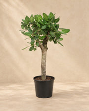 Banian (Ficus benghalensis), wysokość 150 cm, w doniczce uprawowej 30 cm