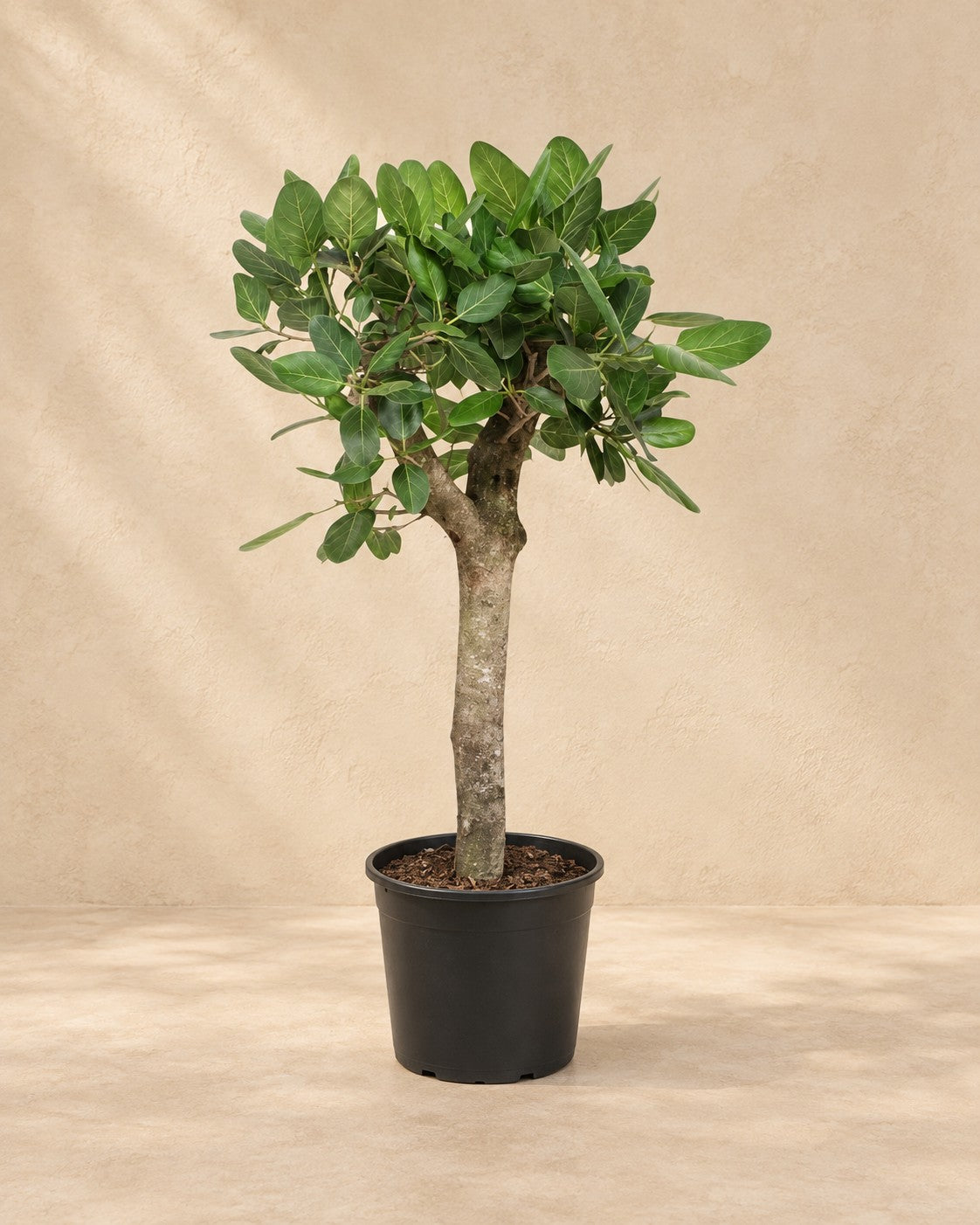 Banian (Ficus benghalensis), wysokość 150 cm, w doniczce uprawowej 30 cm
