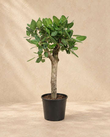 Banyanboom (Ficus benghalensis) 150 cm hoog, pot ø30 cm