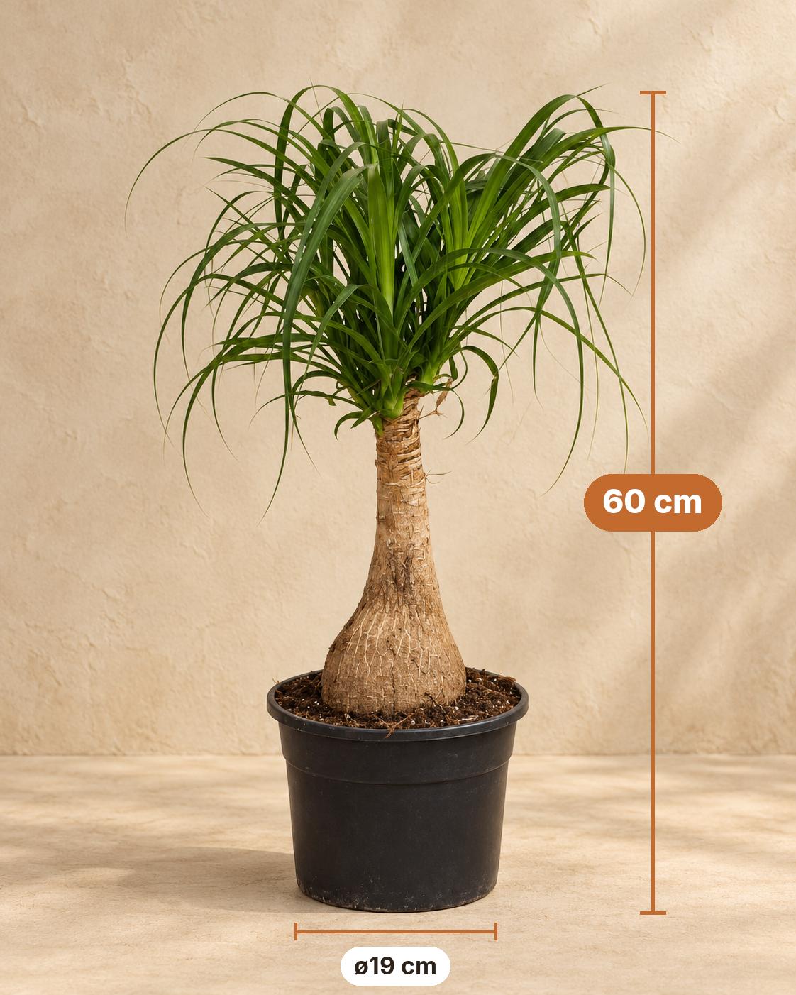 Ponytail palm 60 cm tall, pot ø19 cm