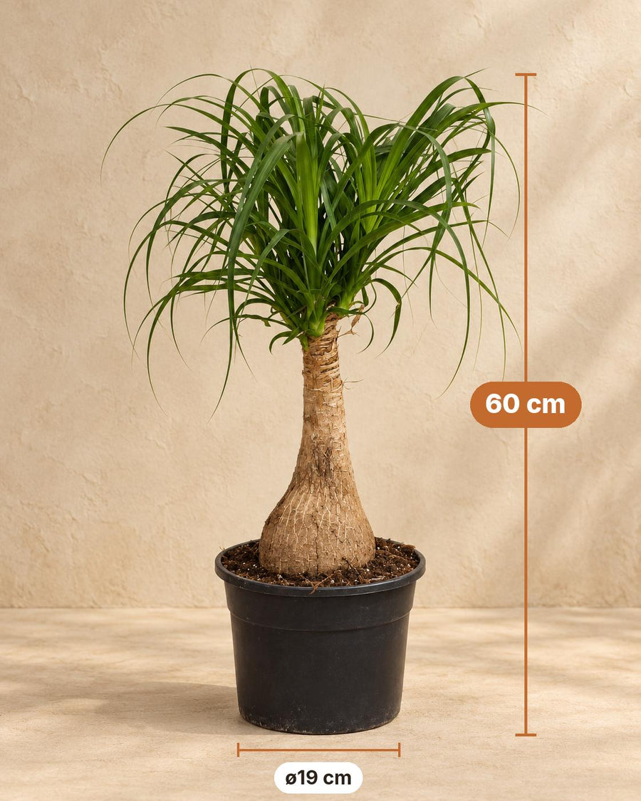 Ponytail palm (Beaucarnea recurvata) 60 cm tall, pot ø19 cm