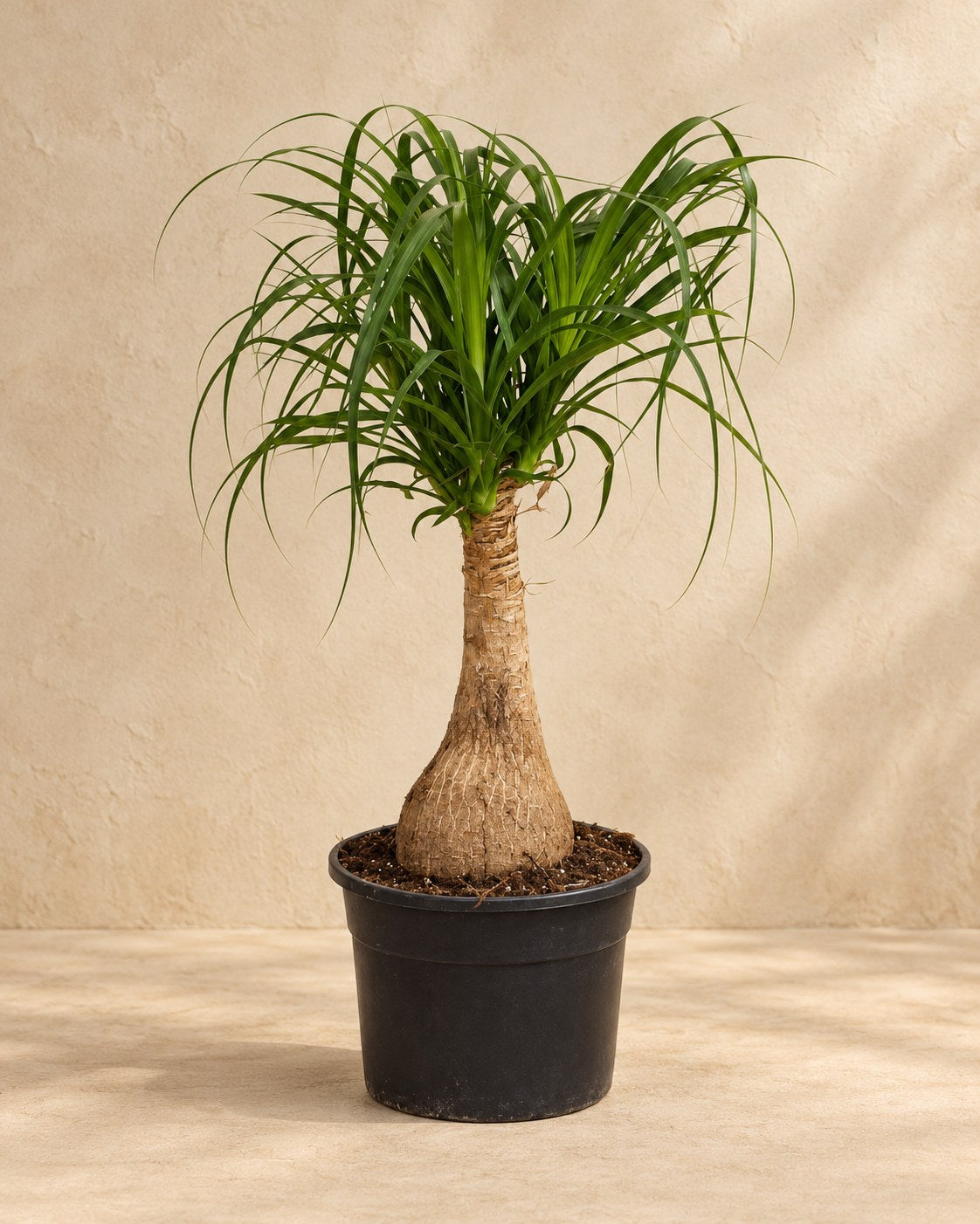 Ponytail palm 60 cm tall, pot ø19 cm