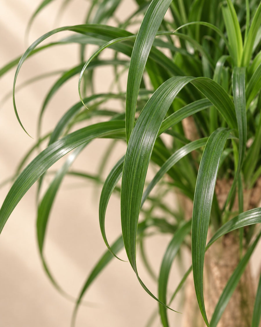 Beaucarnea (olifantsvoet) vertakt 110 cm hoog, pot ø41 cm