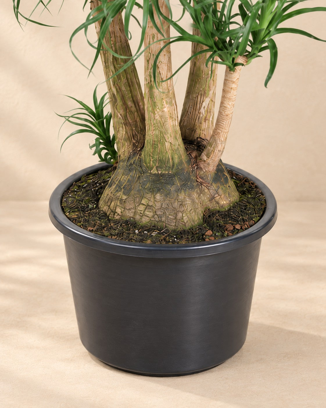 Onderste deel van de Beaucarnea (Beaucarnea recurvata) met de kweekpot