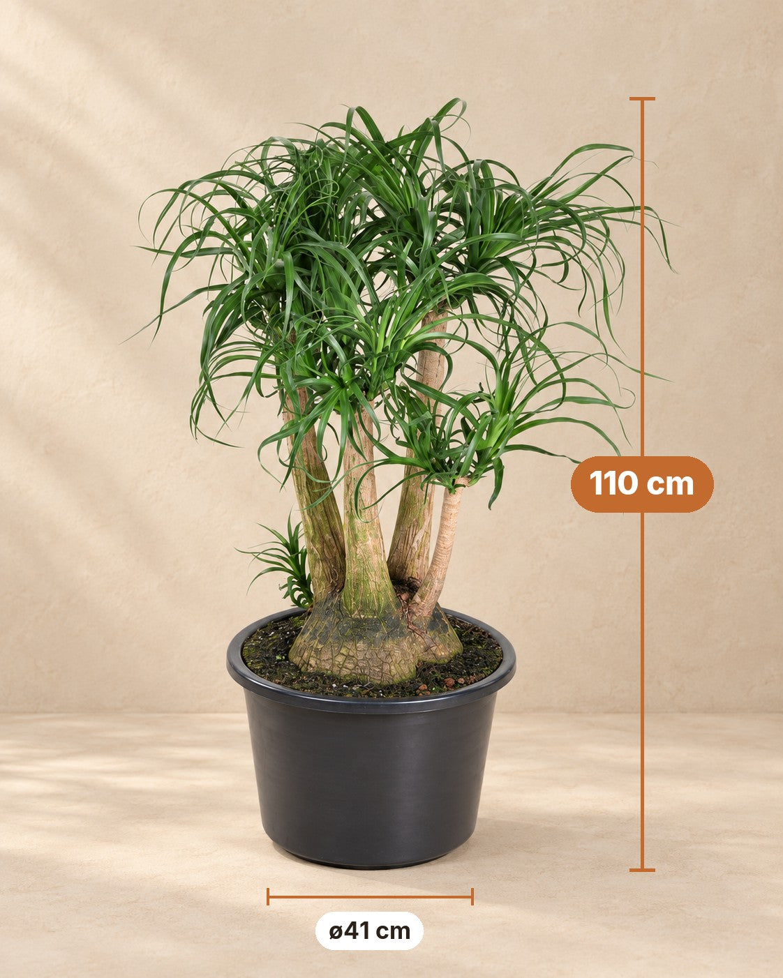 Afmetingen Beaucarnea: 110 cm hoog, pot ø41 cm