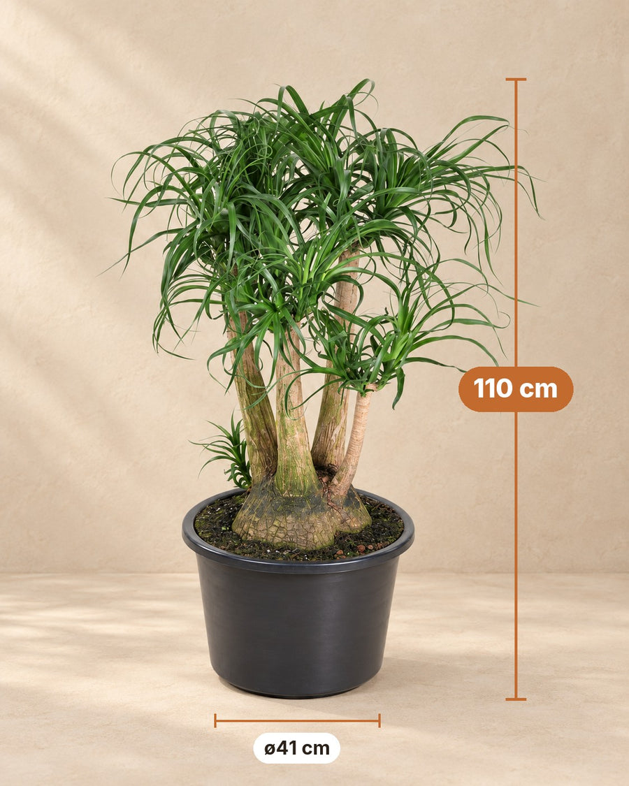 Beaucarnea (olifantsvoet) vertakt 110 cm hoog, pot ø41 cm