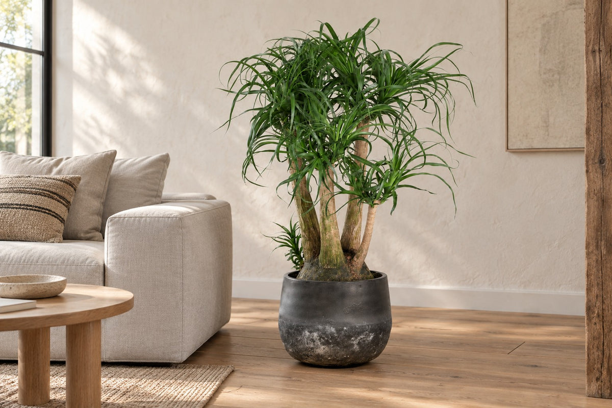 Beaucarnea, 110 cm, i potteskjuler Elisa Mystic Earth i en lys stue