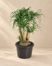 Beaucarnea (Beaucarnea recurvata) van 110 cm hoog in kweekpot van 41 cm
