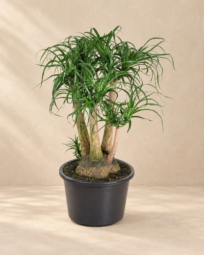 Beaucarnea (Beaucarnea recurvata) van 110 cm hoog in kweekpot van 41 cm