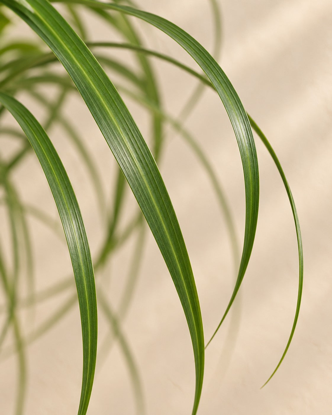 Close-up van het blad van de Beaucarnea (Beaucarnea recurvata)