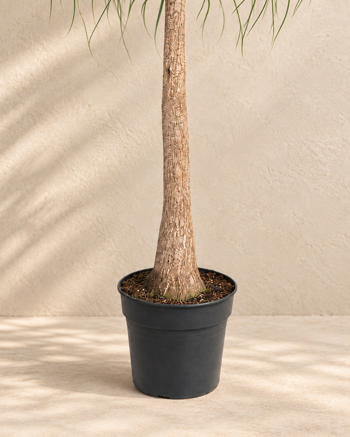 Parte bassa di Beaucarnea (Beaucarnea recurvata) con il vaso di coltivazione