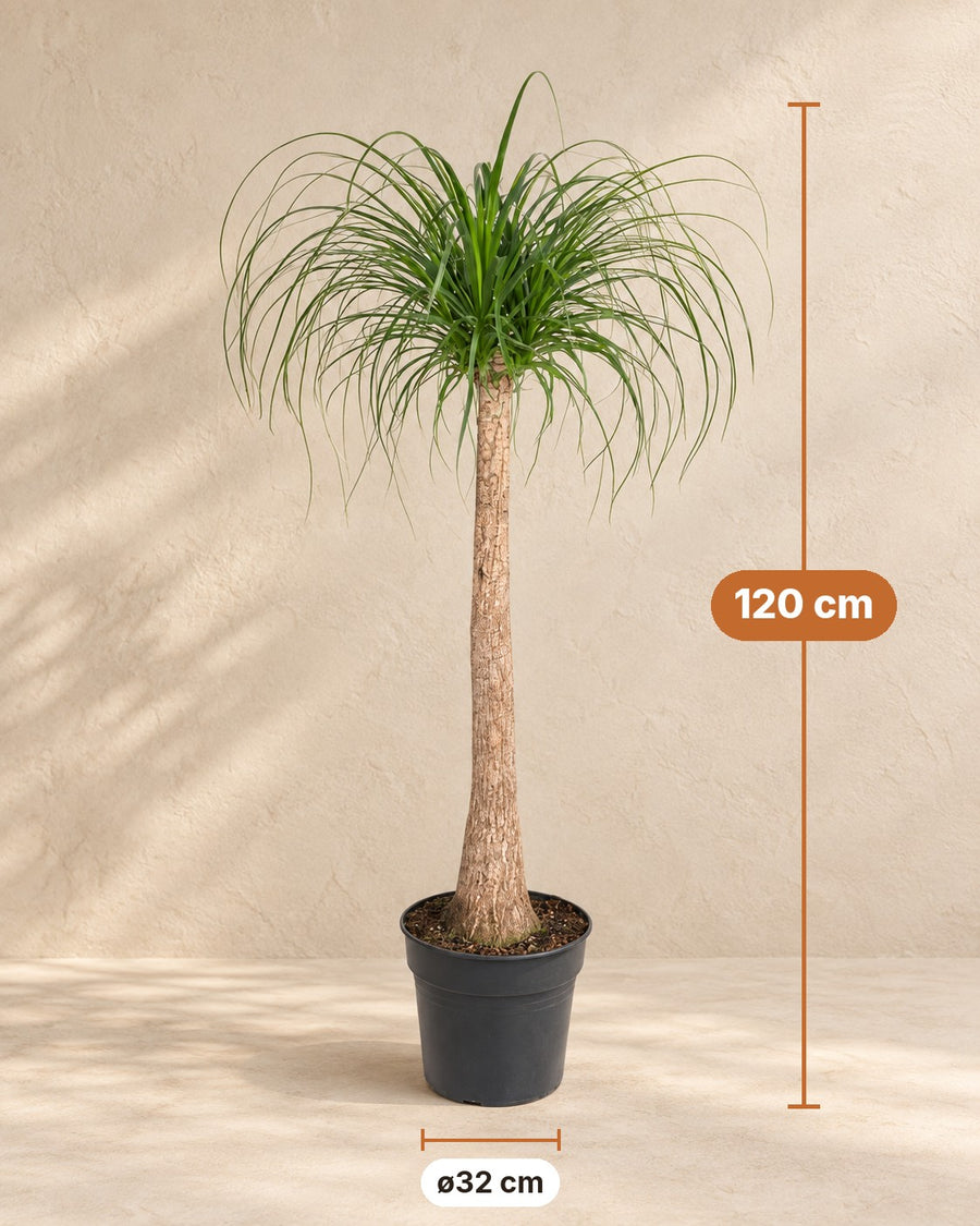 Beaucarnea (pianta piedi di elefante) su tronco, 120 cm di altezza, vaso ø32 cm