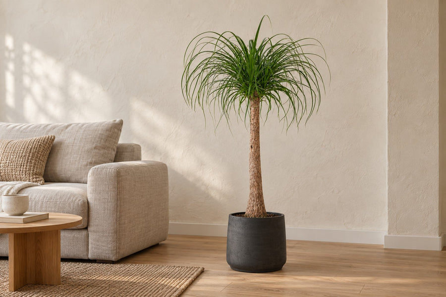 Beaucarnea (pianta piedi di elefante) su tronco, 120 cm di altezza, vaso ø32 cm