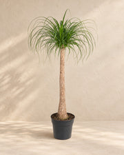 Beaucarnea (Beaucarnea recurvata), alta 120 cm in vaso di coltivazione da 32 cm