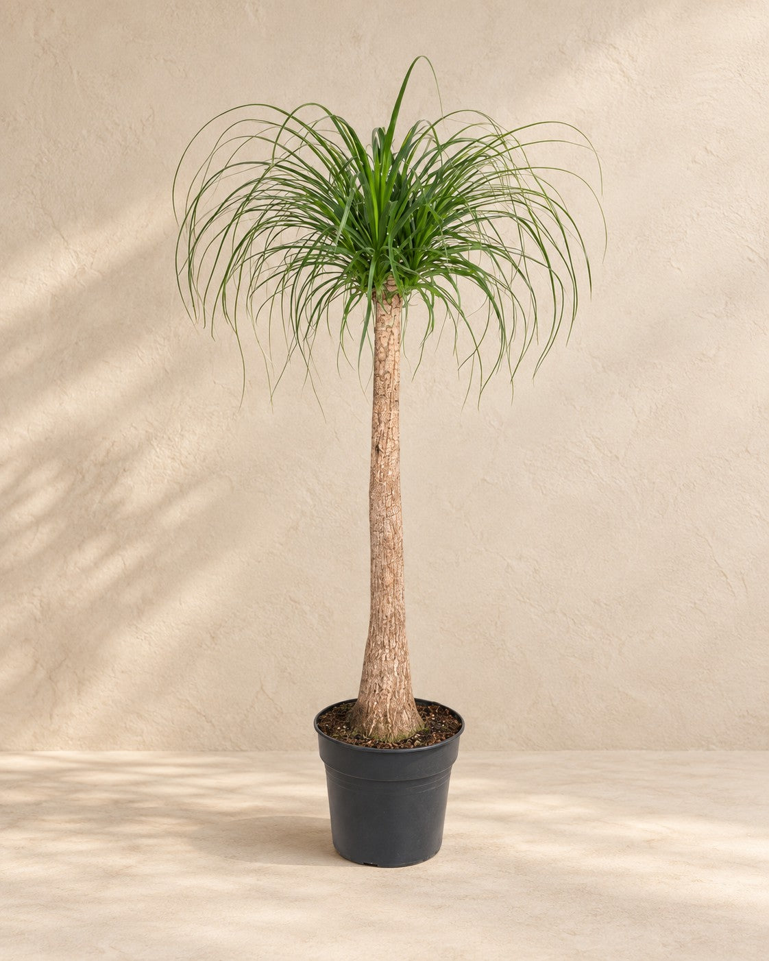 Beaucarnea (Beaucarnea recurvata), alta 120 cm in vaso di coltivazione da 32 cm