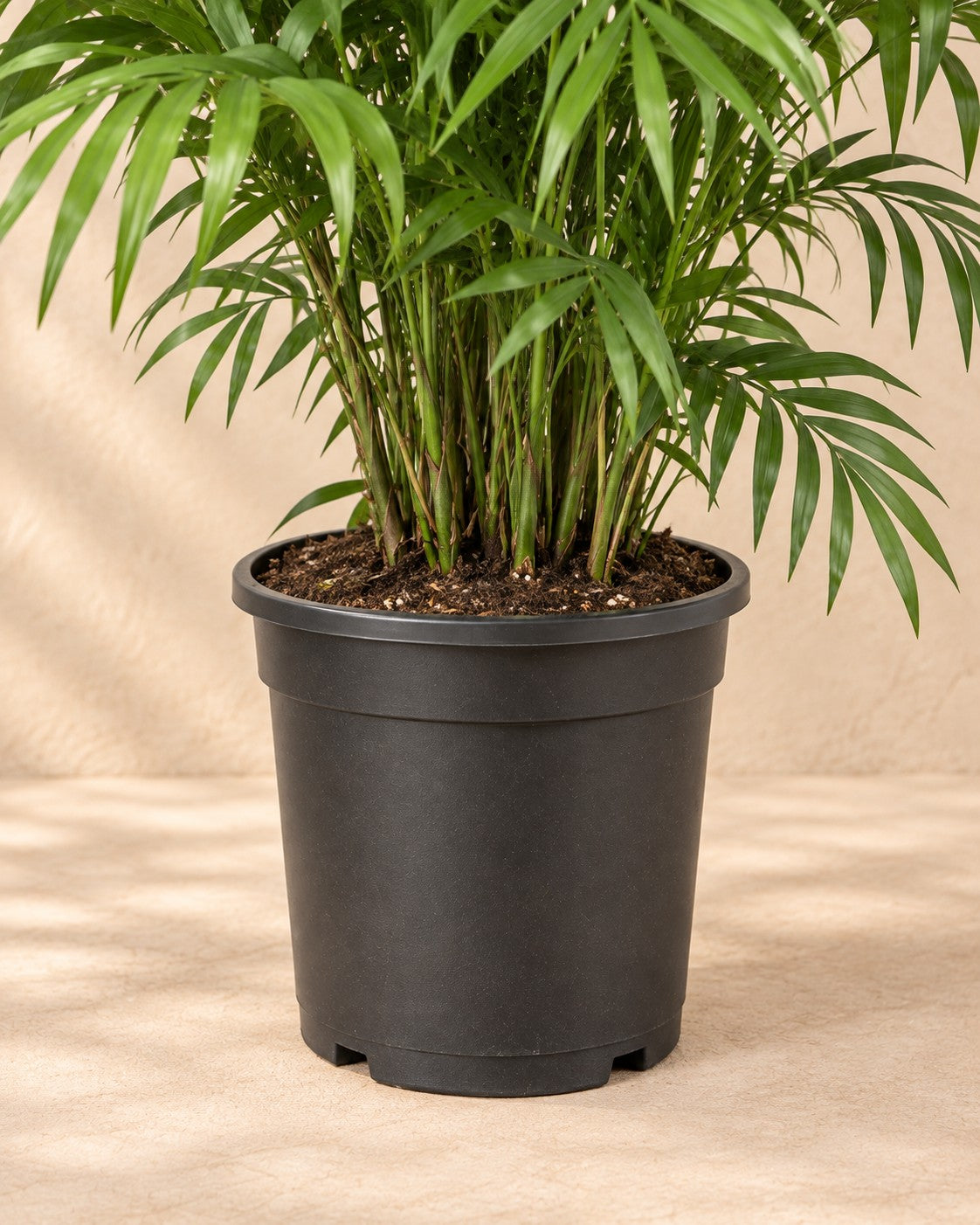 Nederste del af Bjergpalme (Chamaedorea elegans) med dyrkningspotten