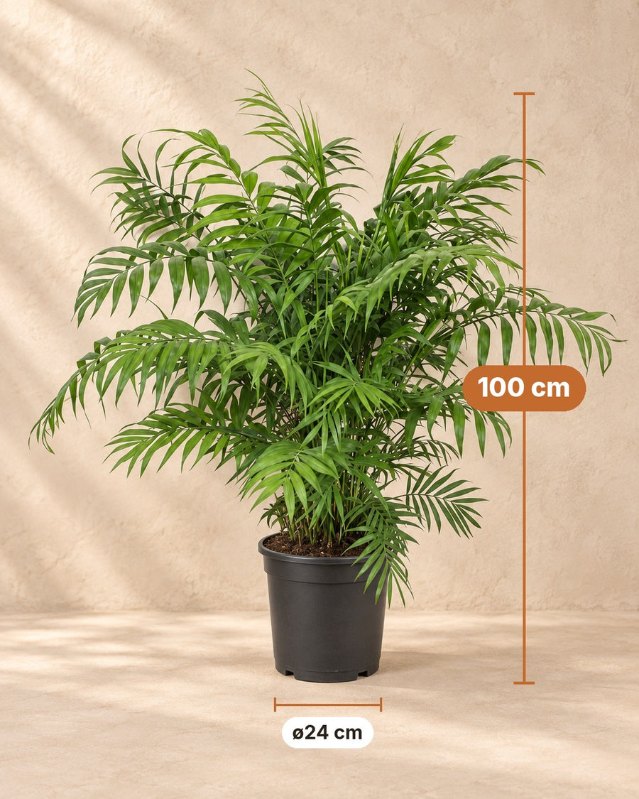 Bjergpalme (Chamaedorea elegans) 100 cm høj, potte ø24 cm