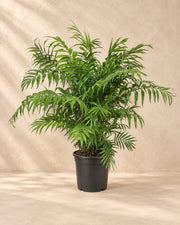 Bjergpalme (Chamaedorea elegans), 100 cm høj i en 24 cm dyrkningspotte