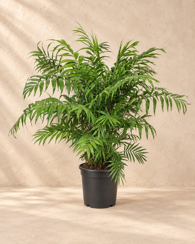 Bjergpalme (Chamaedorea elegans), 100 cm høj i en 24 cm dyrkningspotte
