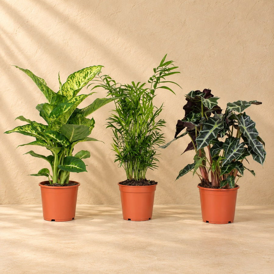 Binnenplanten Mix, 45 cm hoog, pot ø17 cm, set van 3