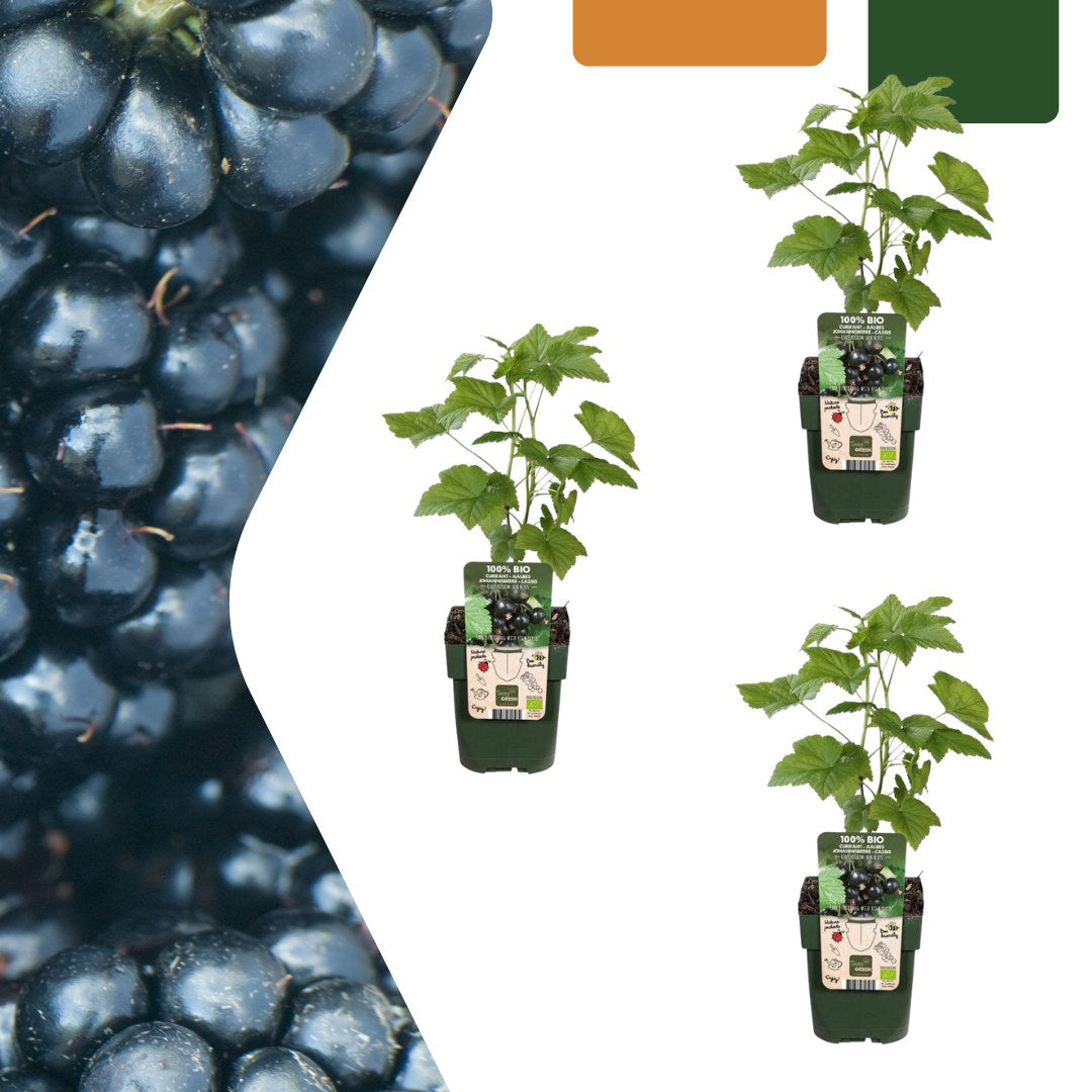 Organic blackberry