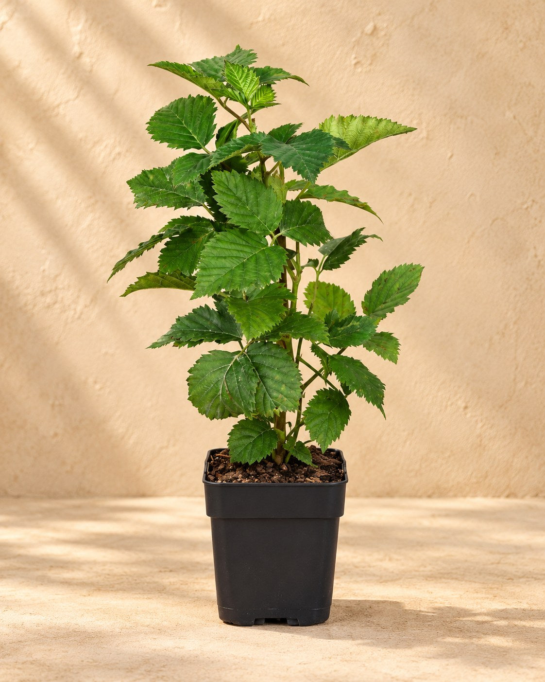 Organic blackberry in a nursery pot