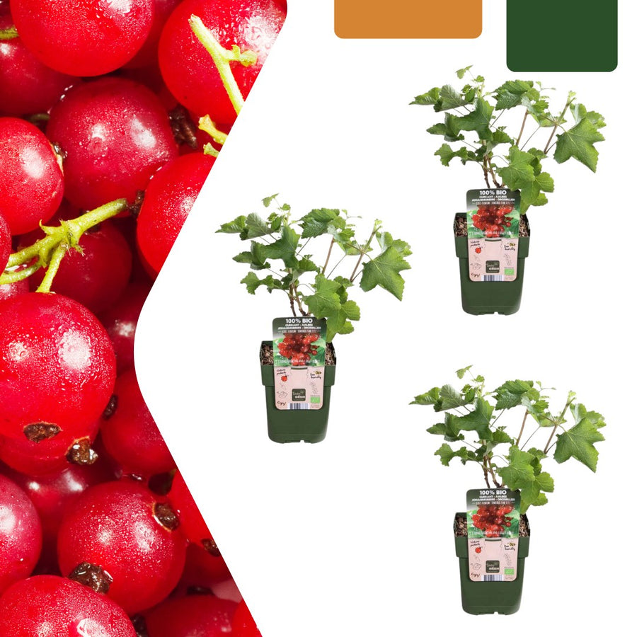Bio-Stachelbeerpflanze (Ribes uva-crispa)